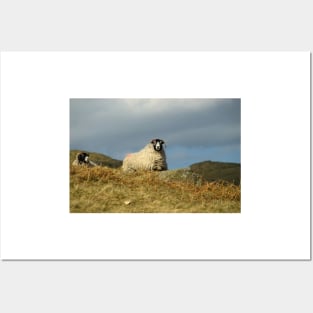 Swaledales Posters and Art